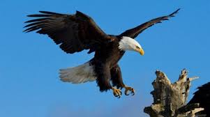 Check spelling or type a new query. Inilah 10 Fakta Unik Burung Elang Si Raja Angkasa