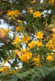 Image result for Senna bicapsularis