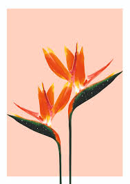 Bird Of Paradise Drawing Png Pin On Ideas