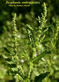 Image result for Chenopodium ambrosioides