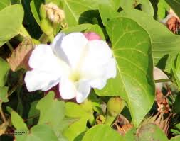 Image result for Ipomoea violacea