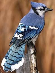 Birds Of A Feather Flock Together Meaning In Tamil Get The Blues With This Blue Jay Fact Sheet Beautiful Birds Colorful Birds Birds