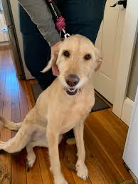 Lost puppy found in Saco, ME area