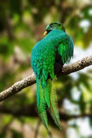 The female of the species is less brightly coloured, displaying more brown tones than the male. White Tipped Quetzal Quetzal Brillant Pharomachrus Fulgidus Coraves Birding Tours