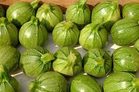 Maybe you would like to learn more about one of these? Courgettes Ronde De Nice Cucurbita Pepo Ronde De Nice Growing Planting Caring