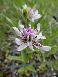 Image result for Justicia scandens