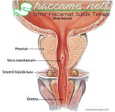 Prostat Ve Hacamat Saglikli Yasam Saglik Ipuclari Saglik