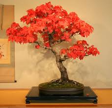 We found 98 results for bonsai tree plant nurseries in or near vancouver, wa. American Sweetgum In Full Fall Color This Tree Was Donated To The National Museum By The Late Vaughn Banting I Love Japanese Bonsai Bonsai Art Bonsai Tree