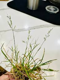 Image result for Poa annua