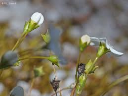 Image result for Mitrasacmopsis