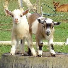 Miniature Goat Question About Miniature Goats Sheep And Big Back Yards Downtown Dwarf Goats Nigerian Dwarf Goats Goats