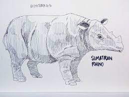 Save Sumatran Rhino Dicerorhinus Sumatrensis Stop Poaching Inktoberday16 Inktober Sketch Pen Sebagai Warga Indonesia Ternyata Lumayan Gambar Indonesia