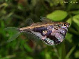 Carnegiella Strigata Marbled Hatchetfish Freshwater Fish Tropical Freshwater Fish Saltwater Aquarium Fish