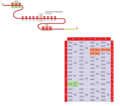 If you are missing or have an extra base at the end of your mutated dna. Mastering Biology Chp 14 Hw Flashcards Quizlet