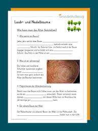Hierdurch soll eine grundlegende bildung erreicht werden, um. Nadelbaume Laubbaume Nadelbaume Laubbaum Laub