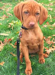 For a smarter, more trainable puppy. Undercover Nerd Agent Vizsla Puppies Baby Dogs Puppies