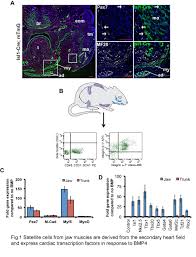 The development of primary cultures and cell lines, a variety of tissues and disaggregation methods are used to give good yield. Transformation Of Jaw Muscle Satellite Cells To Cardiomyocytes Abstract Europe Pmc