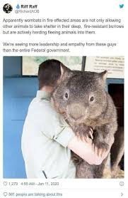 Pin By Star Spark On Setting Cute Animals Cute Funny Animals Animals