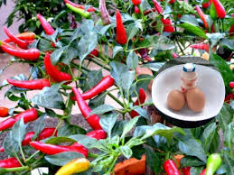 Ini dapat menjimatkan kos anda daripada membeli di pasaran luar ! Campuran Telur Yakult Cara Organik Hasilkan Hormon Penggalak Pokok Berbuah Lebat Mingguan Wanita