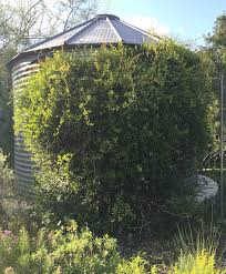Evergreen flowering vines for shade. Gorgeous Vines For Shade And Privacy Finegardening
