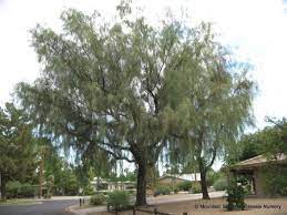 Acacia stenophylla is a species of acacia commonly referred to as the shoestring acacia. Acacia Stenophylla Shoestring Acacia Mountain States Wholesale Nursery