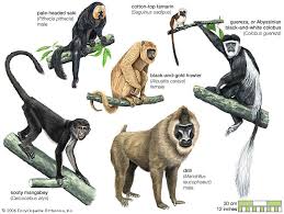 monkey primate britannica