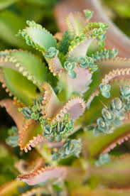 How To Care For Mother Of Thousands Kalanchoe Mother Of Thousands Plant Succulents Plants