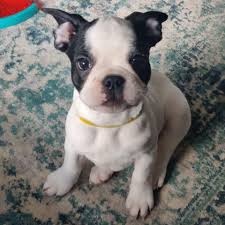 Explore 12 listings for french bulldog puppies for sale under 1000 at best prices. French Bulldog Puppies For Sale Home Facebook
