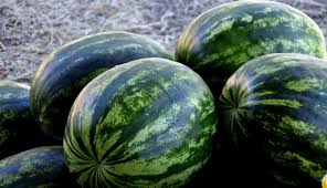 بطيخة تدفع امرأة إلى قتل زوجها طعنا بسكين روت