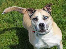 Adopt Drew A Seniordog Akita Mix Hsmo In St Louis Dog Adoption Talking Dog Senior Dog