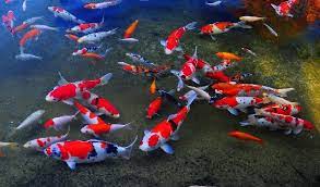 Ikan hias air tawar yang satu ini adalah salah satu jenis ikan hias yang asalnya dari perairan indonesia. Ikan Hias Kolam Super Cantik Harga Murah