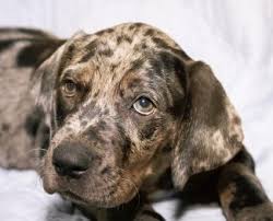 Catahoula Puppies Lovetoknow