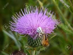 Eine Weisse Spinne Essen Ein Schmetterling Auf Einer Lila Distel Blume Lizenzfreie Fotos Bilder Und Stock Fotografie Image 10067196