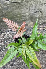 Image result for Pteris