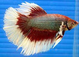 He informed that it actually didn't matter, due to. Difference Between Male And Female Betta Fish Coolfish Network