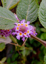 Image result for Lippia