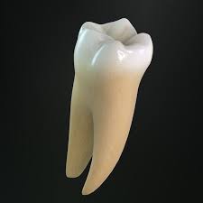 Tooth Lower Molar 3d Max Molars Teeth Teeth Drawing