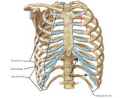 The first seven are connected behind with the vertebral column and in front. Rib Cage Outlander Anatomy