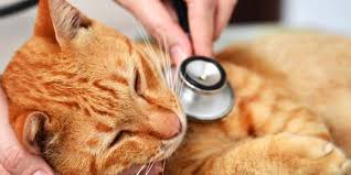 Lalu hal apa saja yang perlu dipersiapkan? 10 Ciri Ciri Kucing Mau Mati Apakah Bisa Diselamatkan Pintarpet