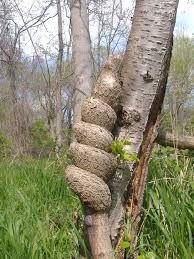 Strange Trees Growing In Strange Places 55 Pics Weird Trees Unique Trees Growing Tree