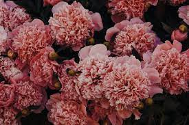 Aesthetic colors, flower aesthetic, aesthetic images, aesthetic photo, . 80 000 Best Pink Flowers Images 100 Royalty Free Photo Downloads Pexels Free Stock Photos