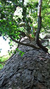 Image result for Scolopia mundii