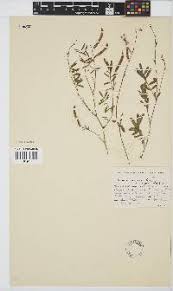 Image result for Eriosema vanderystii