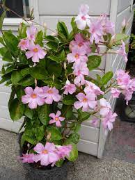 Pin On Gardening