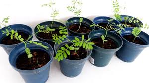 Bird Of Paradise Propagation Pin On Seeds Propagation In Soil And Water