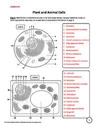 There is a cell membrane which is situated on the outside and serves as container for all other cell. Plant Animal And Bacterial Cells Worksheet By A Thom Ic Science