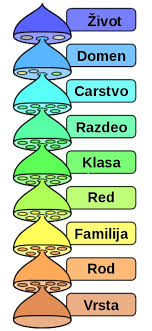 File Biological Classification L Pengo Vflip Sr Jpg Wikimedia Commons