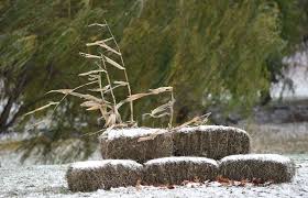 Image result for Urelytrum