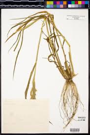 Image result for Echinochloa crus-pavonis