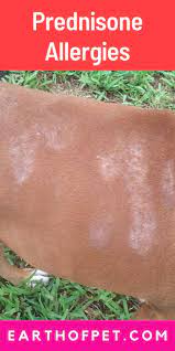Prednisone Allergies Prednisone Allergies Dog Health